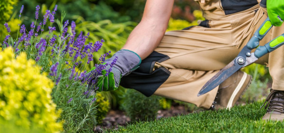 Gardener